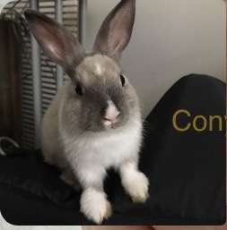 Cony的照片