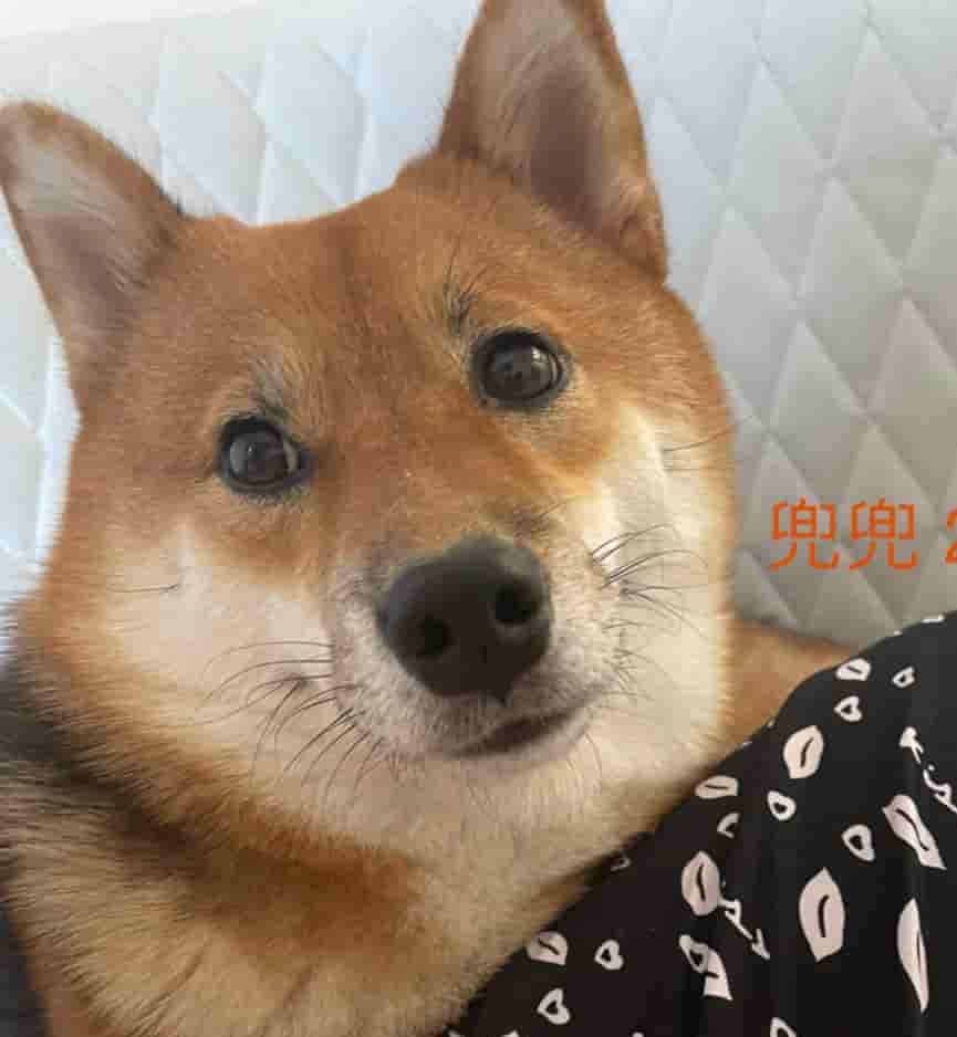兜兜的照片