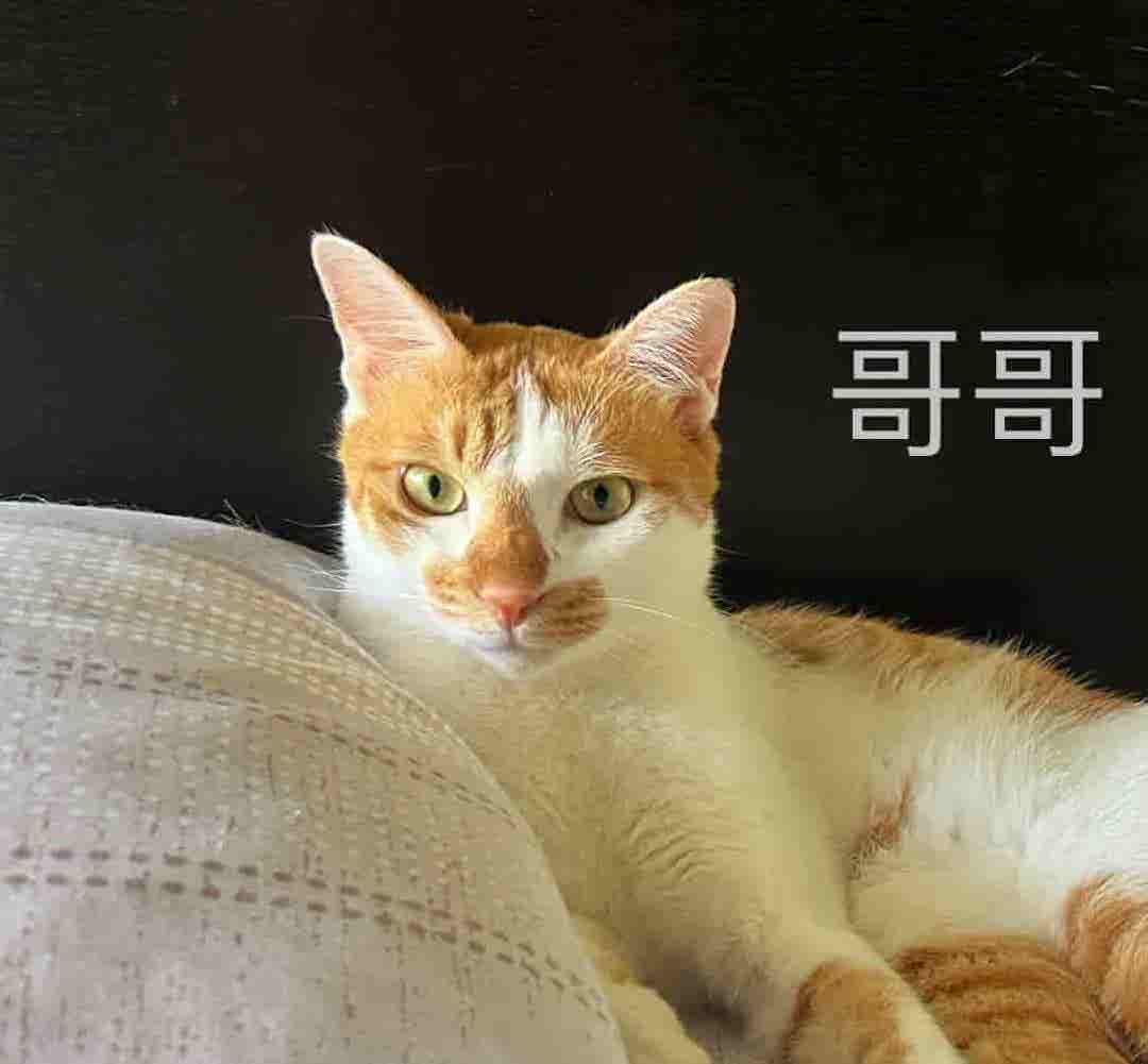 哥哥的照片