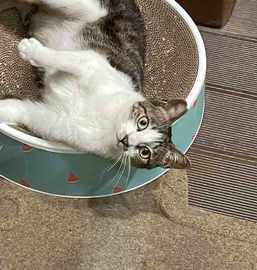 妹妹的照片