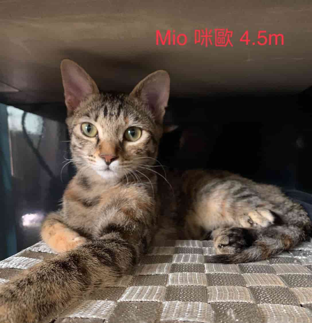 Mio 咪歐的照片