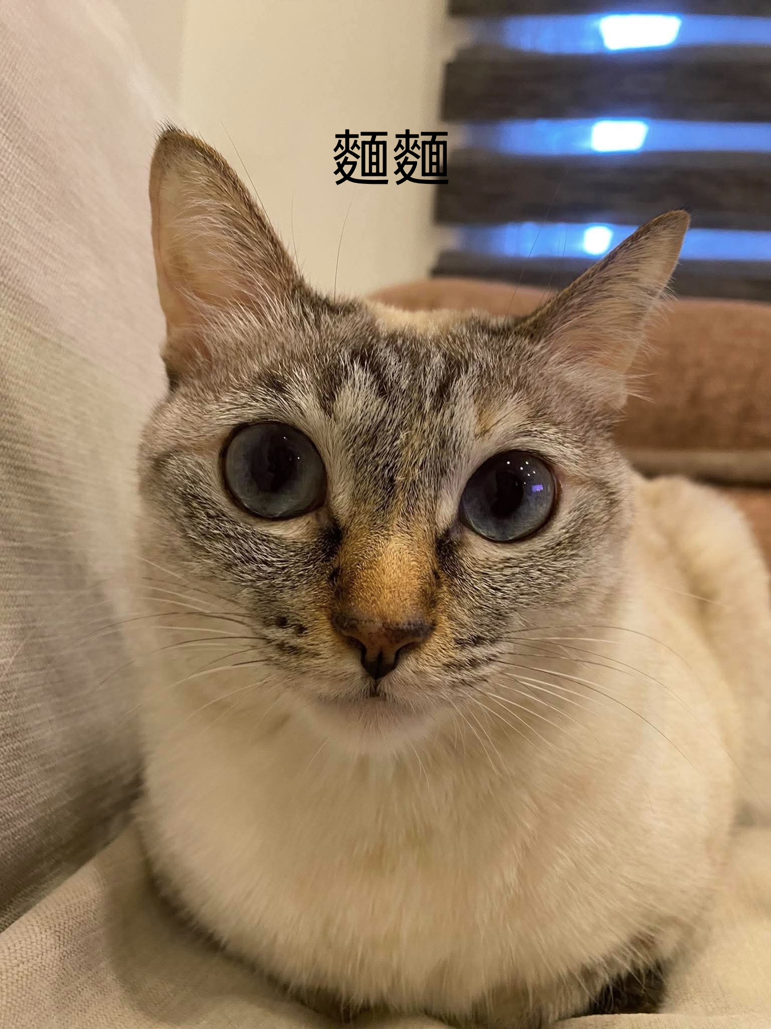 麵麵的照片